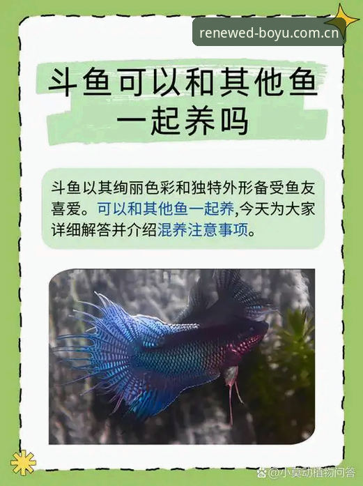 揭秘博鱼体育官网全新上线：那些你容易踩坑的细节与真相